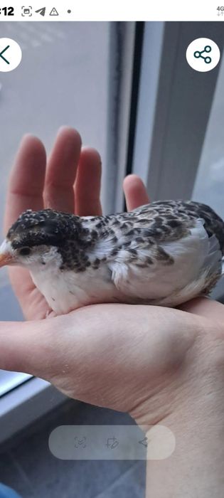 Сільхозні животні