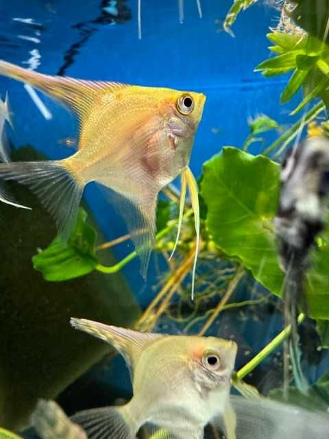 SKALAR MIX w sklepie GRUBY KOCUR Rzeszów