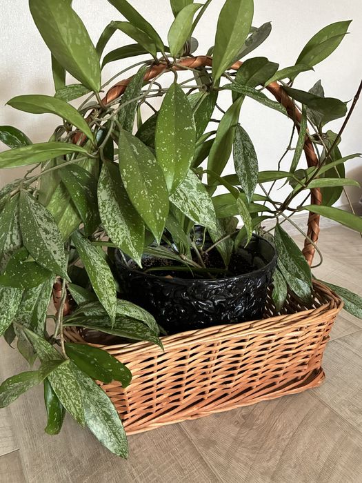 Велика Хойа Пубікалікс Сільвер Сплеш