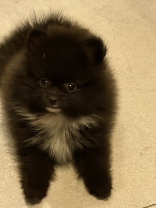 Pomeranian szpic miniaturowy piesek czarny puchaty