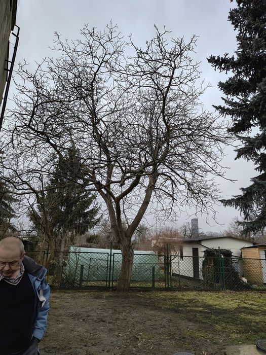 Wycinka, przycinka drzew oraz żywopłotów i inne usługi.