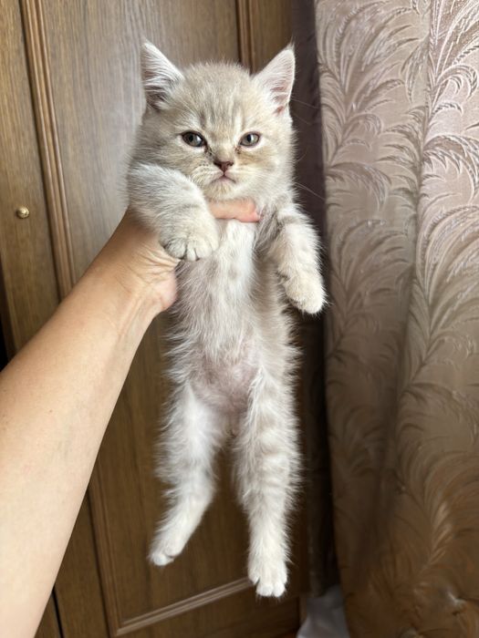 Шотландський хлопчик скотіш -страйт