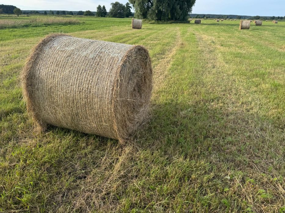 Siano Pierwsze Koszenie