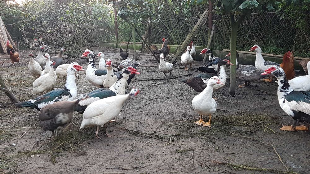 Kaczki fracuskie (piżmowe)