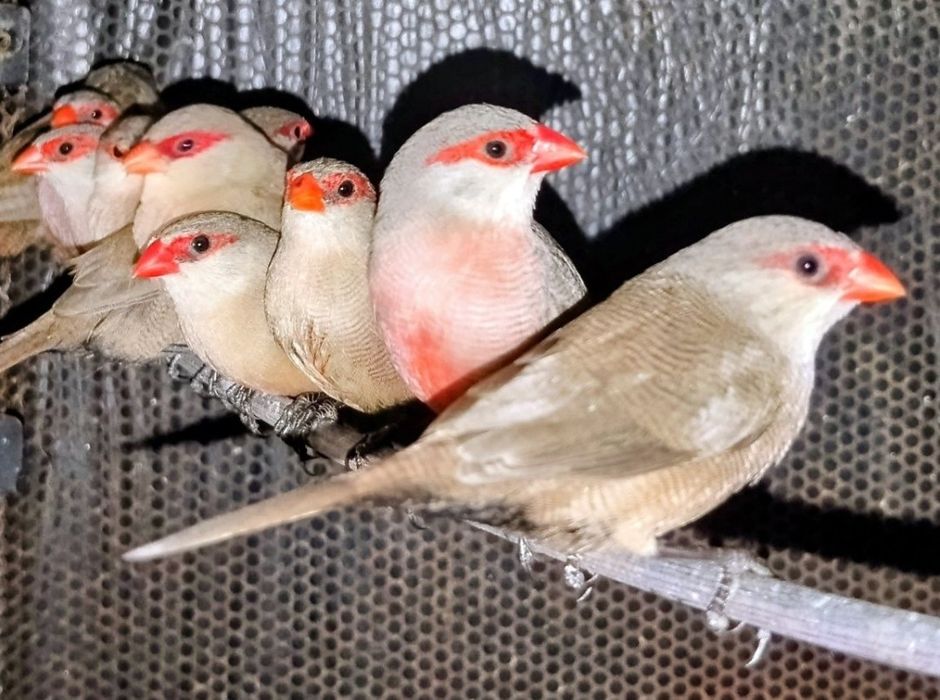 Bons casais aceito troca