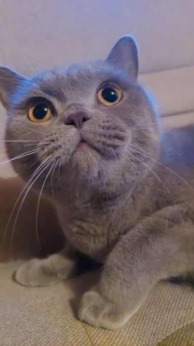 Kocurek brytyjski krótkowłosy liliowy po utytułowanych rodzicach !