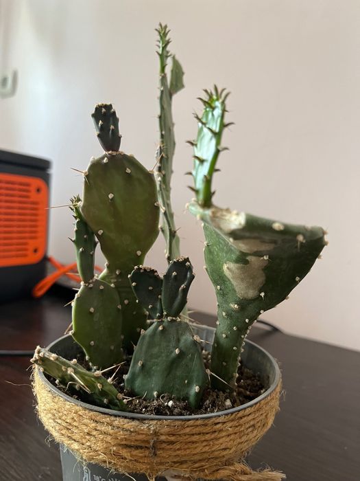 6 кактусів Опунція в 1 горшечку, продаються разом