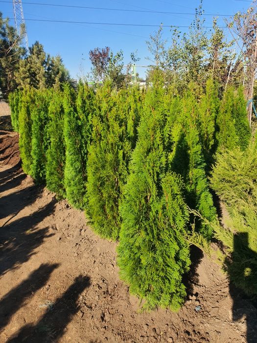 Туя.ель .елка. сосна. кедр