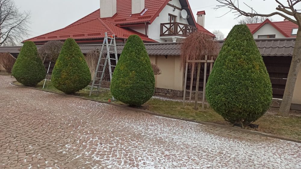 Стрижка туй Львів / Топіарна стрижка рослин / Догляд за територією /