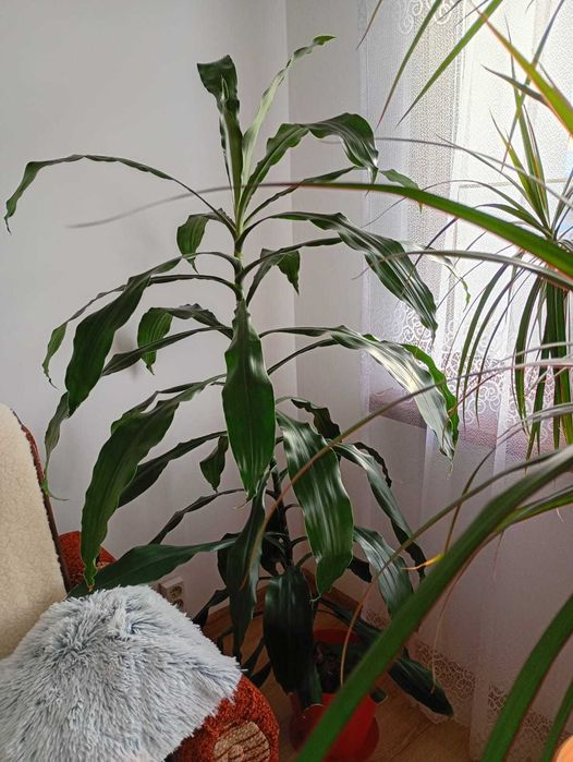 Dracena szerokolistna dua Jelenia Gra Zabobrze  OLX.pl