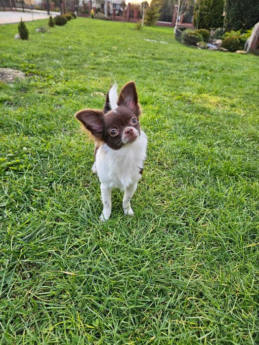 Chihuahua długowłosy czekoladowo-biały piesek