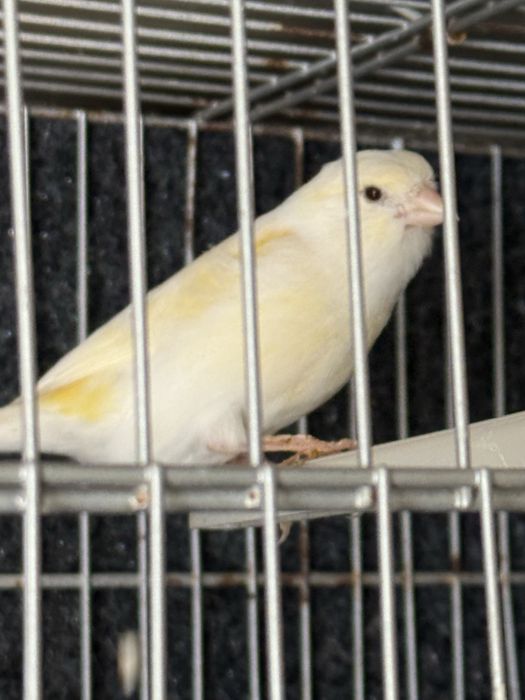 femea canaria saudavel
