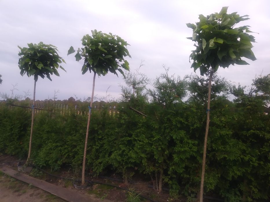 Katalpa_platan_klon globosum_purple globe_brzoza youngi_wiaz_buk_grab