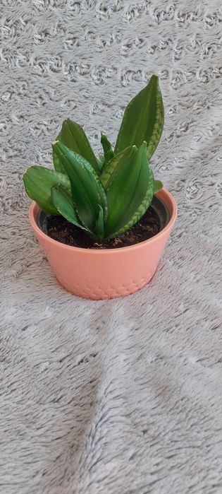 Kwiat Sansevieria Hahnii 'Loop's Pride w doniczce