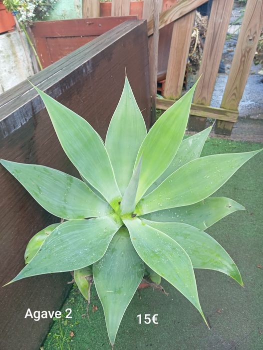 Agave-dragao (Agave Atenuatta)