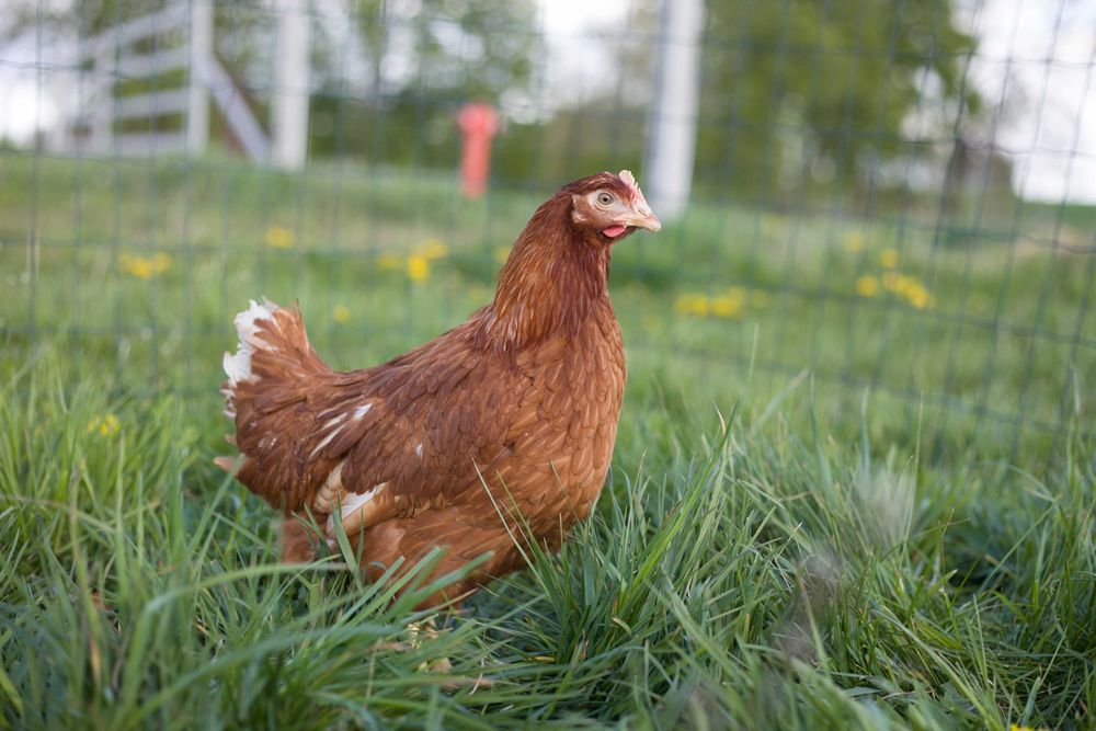 Kury kokoszki nioski  dowóz możliwy