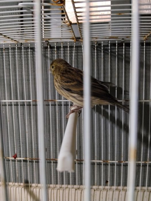Mistura de Canário belga com canário goldster