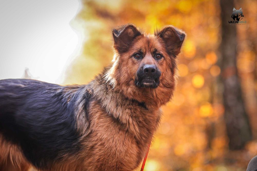 Hebe , młoda suka w typie owczarka do adopcji z fundacji