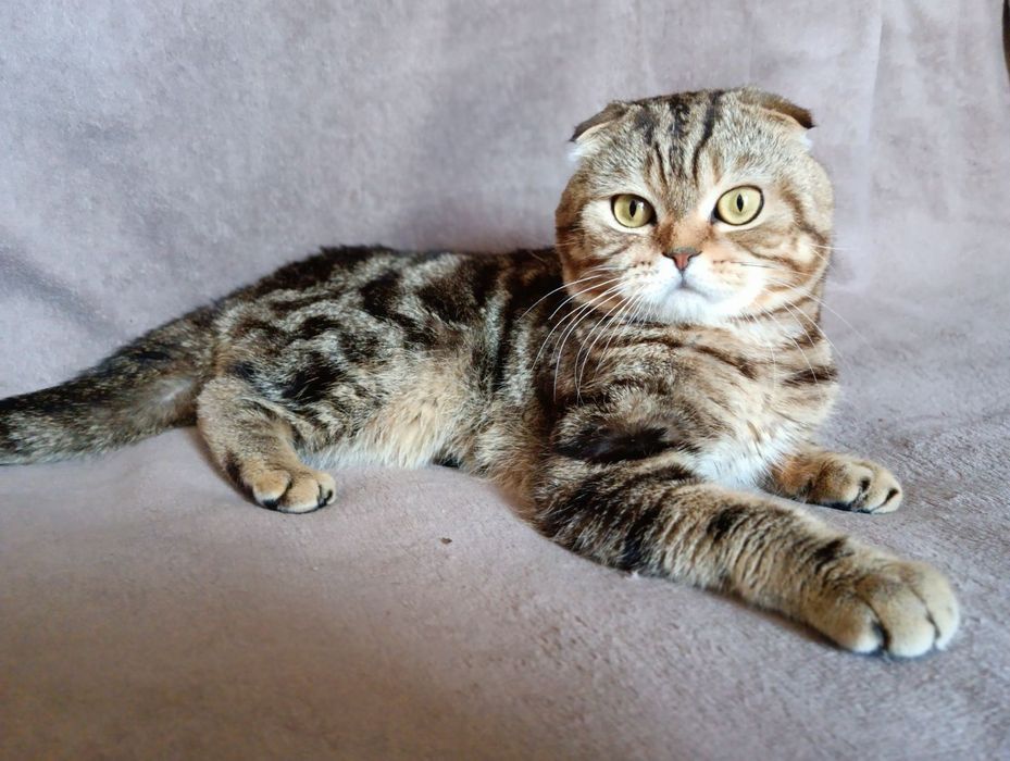 Скотиш фолд котик