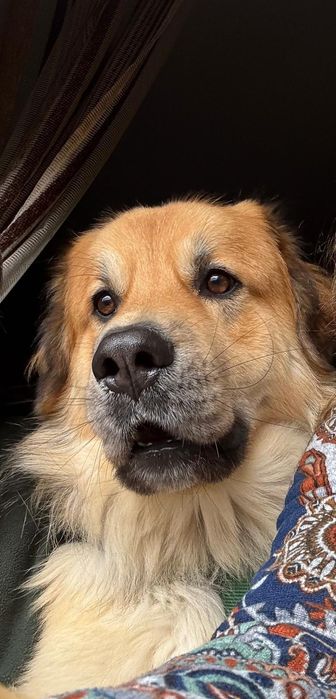 Sou cao jovem adulto grandao e lindo de morrer