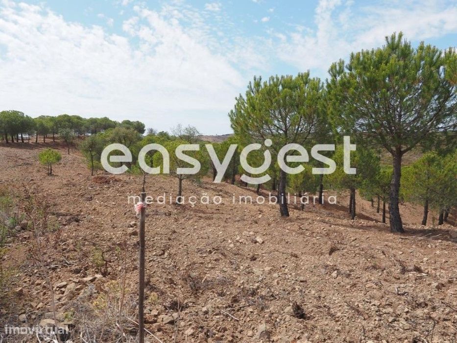 Terreno agrícola com pinheiros, oliveiras e sobreiros em Atalaias