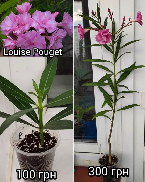 Олеандр Splendens Giganteum, цветок размером с ладонь
