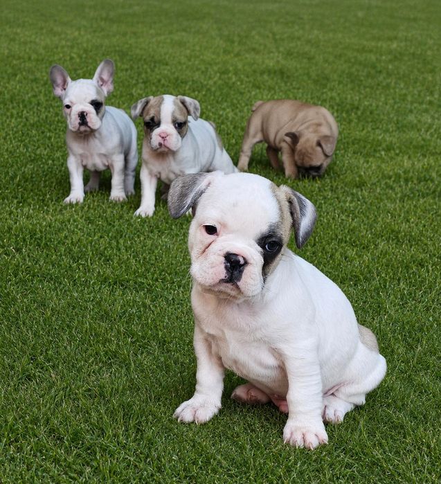 Bulldog  francês