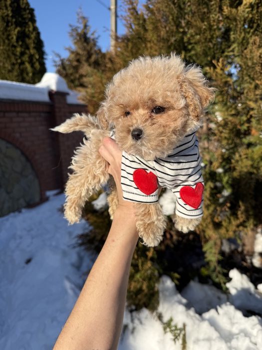 Карамельні мальтіпу