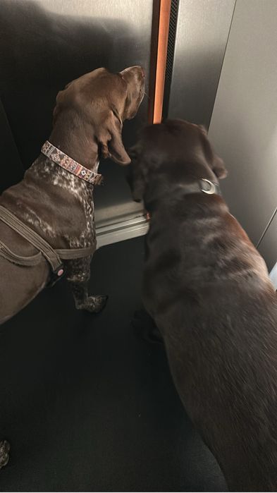 Tomamos conta do sei amigo Cão ou Gato