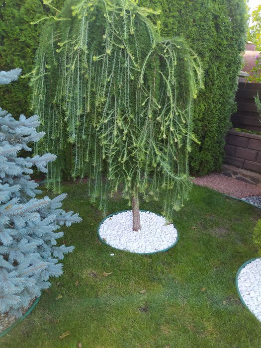 Садівник, послуги садівника, садівництво