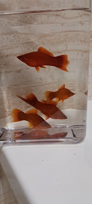Mieczyki Delta  sprzedam