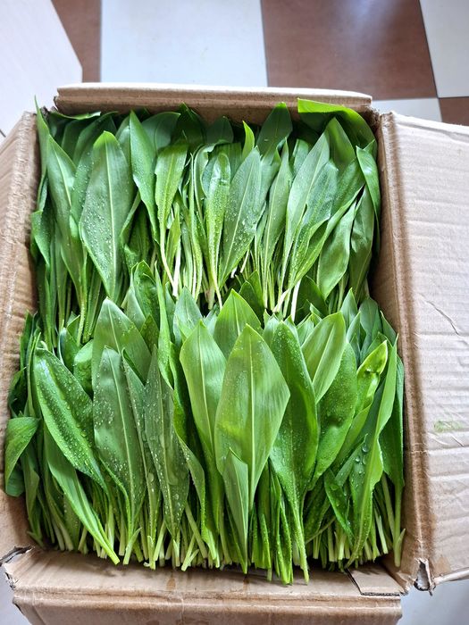 3 kg  Czosnek niedźwiedzi premium świeży selekcja najwyższej jakości