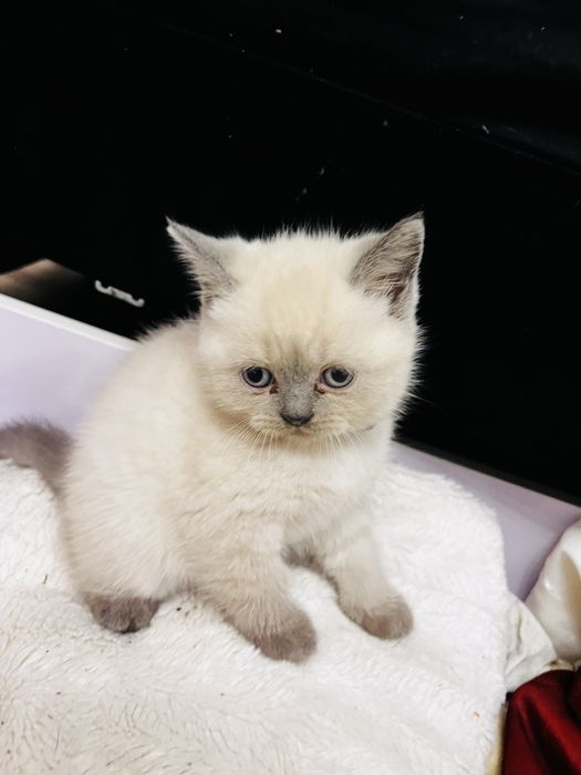 Kotka brytyjska Point