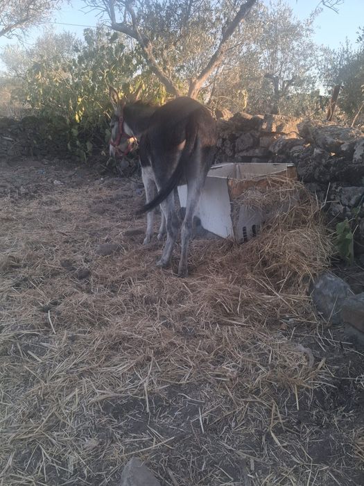 Parelha de Burro mirandes e burra