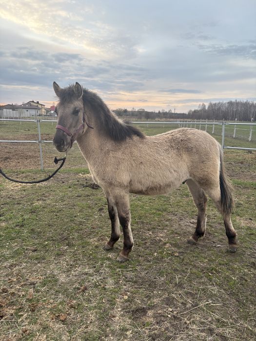 Źrebak konika polskiego 10 miesieczny