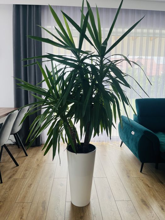Yucca domowa gwatemalska
