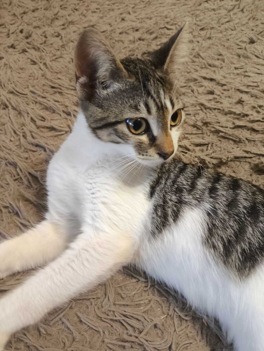 Котик, безкоштовно