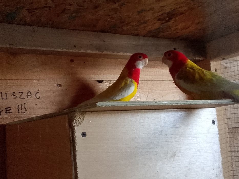 Sprzedam kanarki