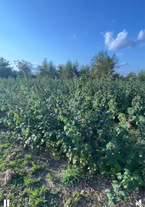 Є садженці малини ( Еріка Полана Полісся