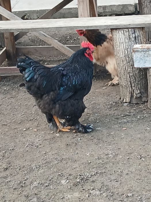 Яйця інкубаційні породи Брама.