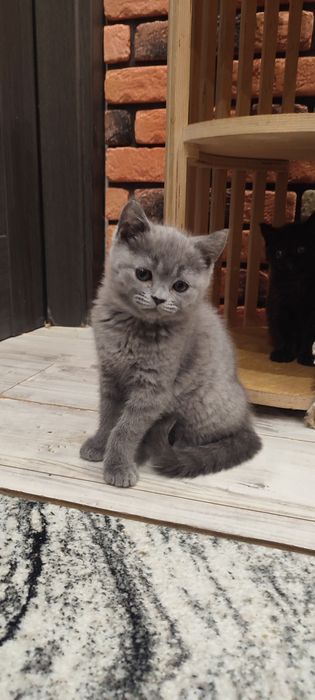 Kocurek brytyjski krótkowłosy