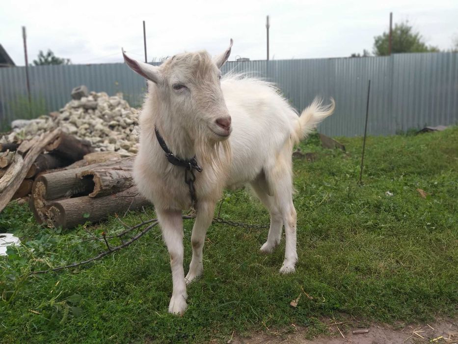 Робочий цап, с.Купчинці