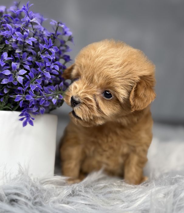 Девочка мальтипу Baby face