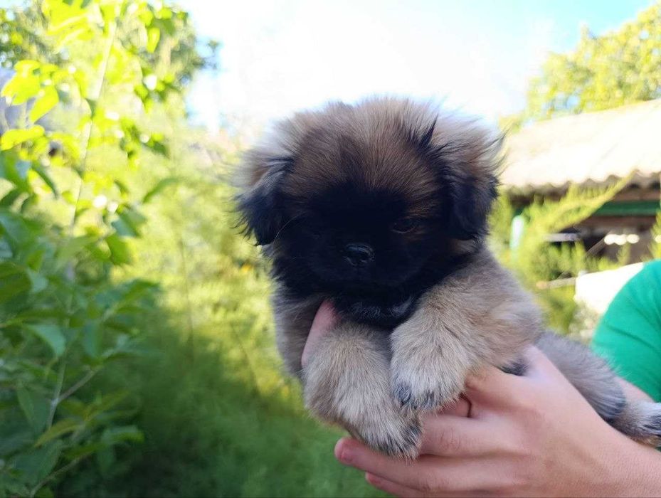 Продам дівчинку пекінеса