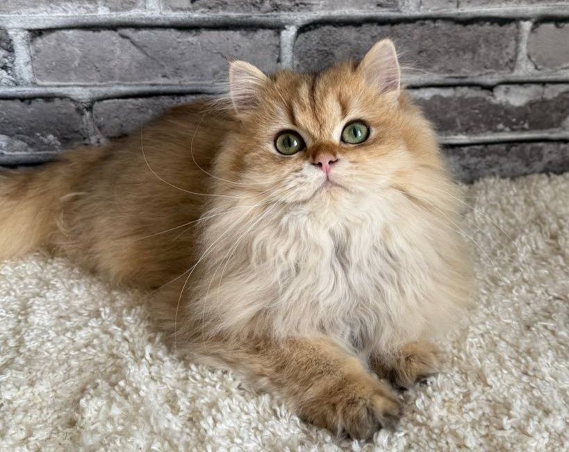 Золотиста довгошерста Британочка