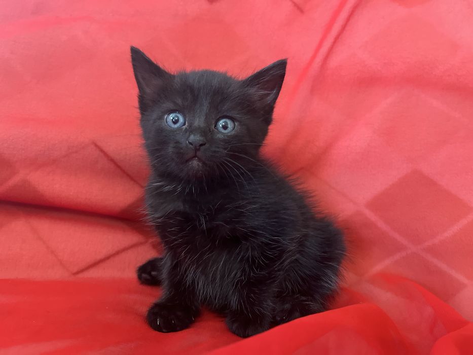 Маленький котенок мальчик в добрые руки