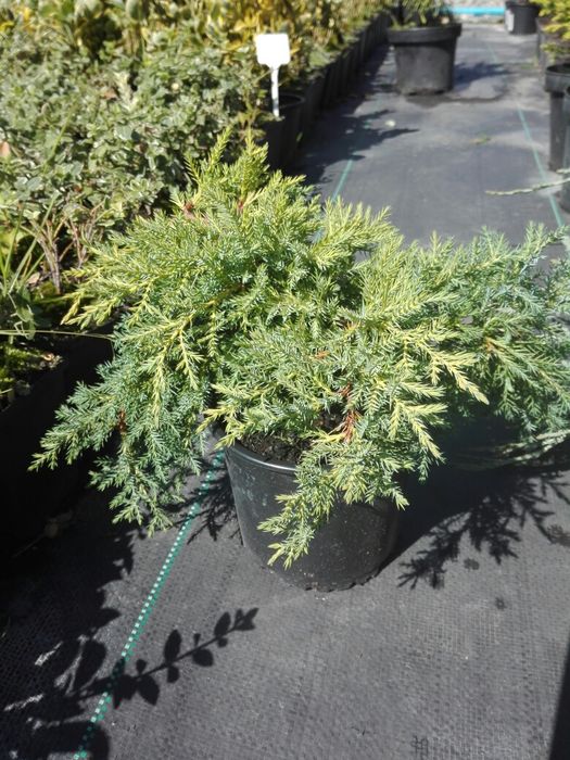 Jałowiec green gold blue carpet lime glow wiltoni prince arrow star