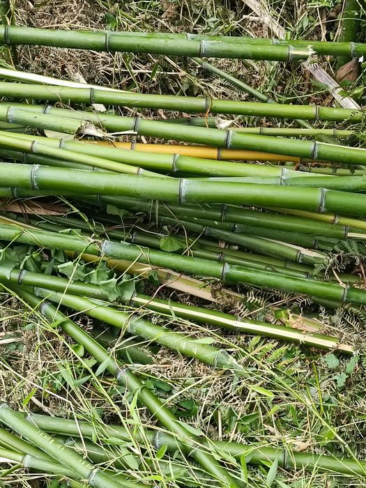 Canas de bambu naturais