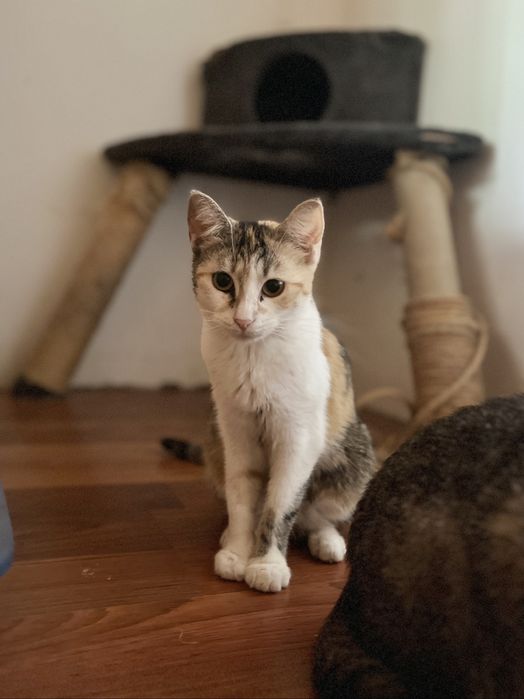 SASANKA - młoda kotka tricolor szuka domu