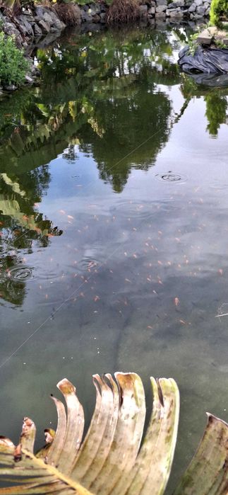 Peixes coloridos kinguius